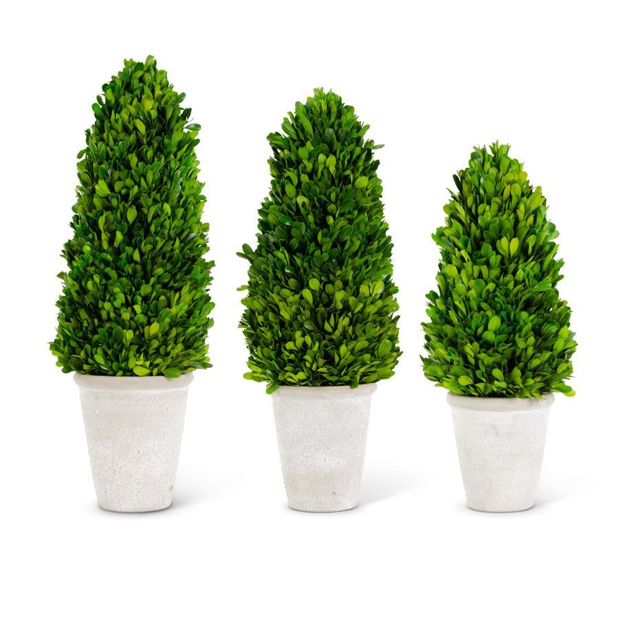 Preserved Boxwood Cone Tree in Whitewashed Pot Assorted