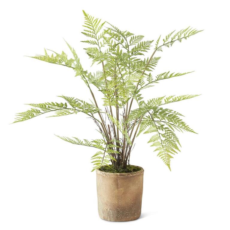 Fern in Ceramic Pot 28