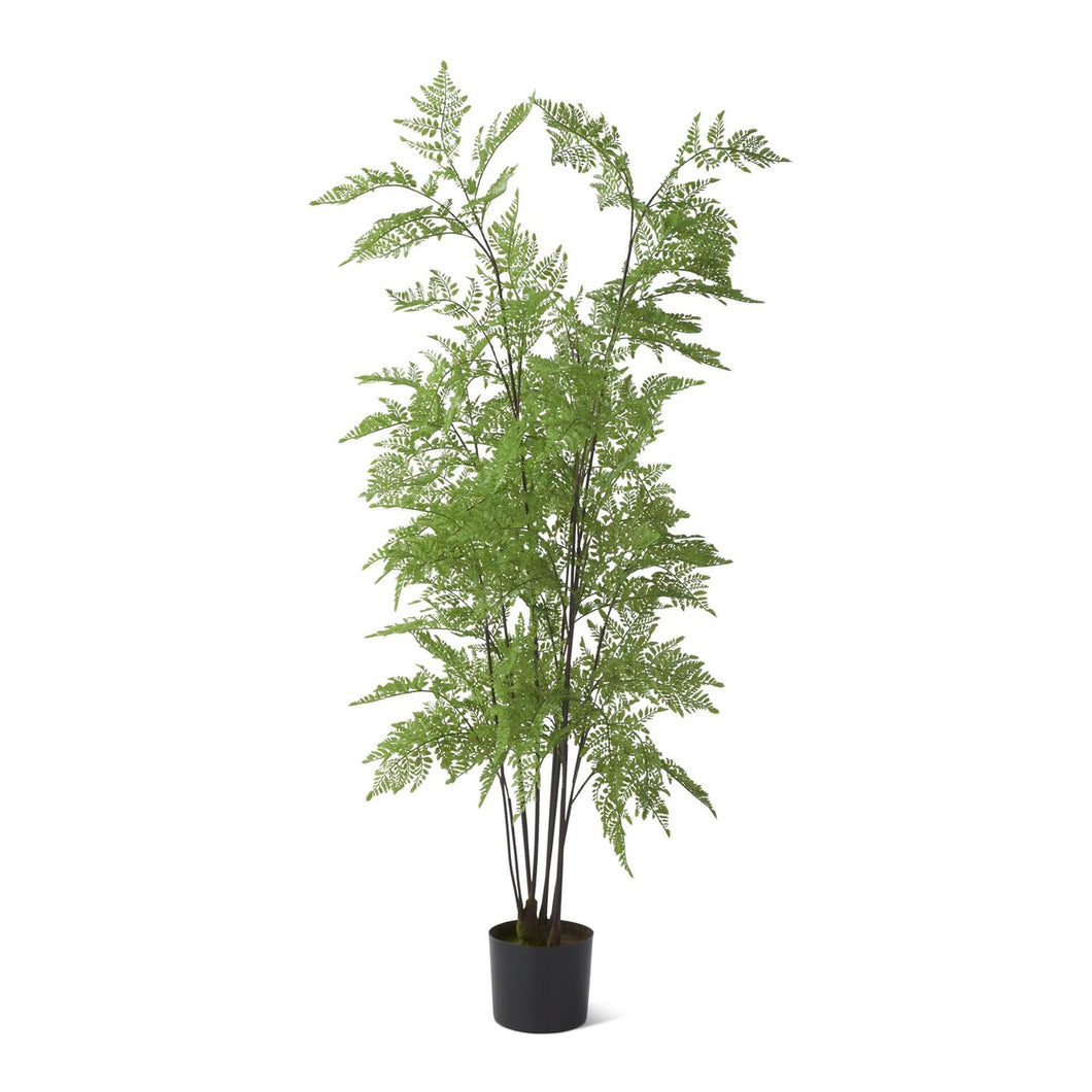 Potted Fern Tree 5'