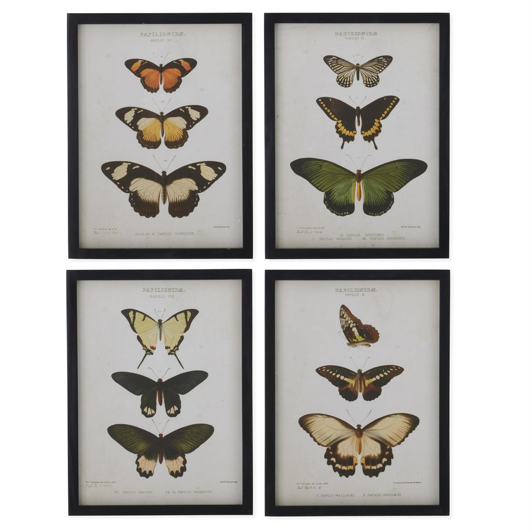 Black Wood Framed Butterfly Prints, 4 Styles