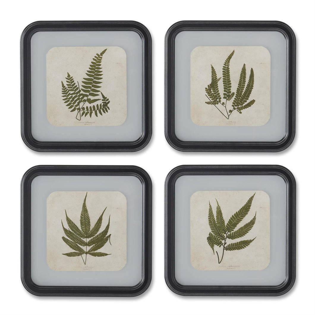 Square Black Wood Rounded Framed Fern Prints, 4 Styles