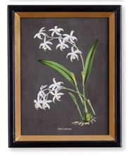 Load image into Gallery viewer, Orchid Study Petite Print Assorted
