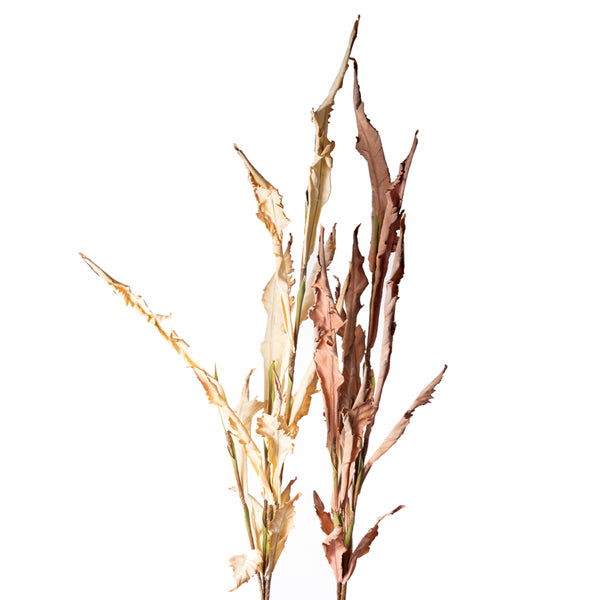 Large Dried Fern Bundle Assorted