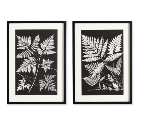 Fern Study Prints Assorted