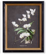 Load image into Gallery viewer, Orchid Study Petite Print Assorted
