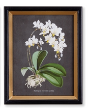 Load image into Gallery viewer, Orchid Study Petite Print Assorted
